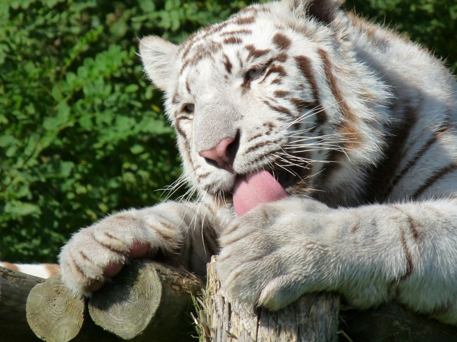 white tiger