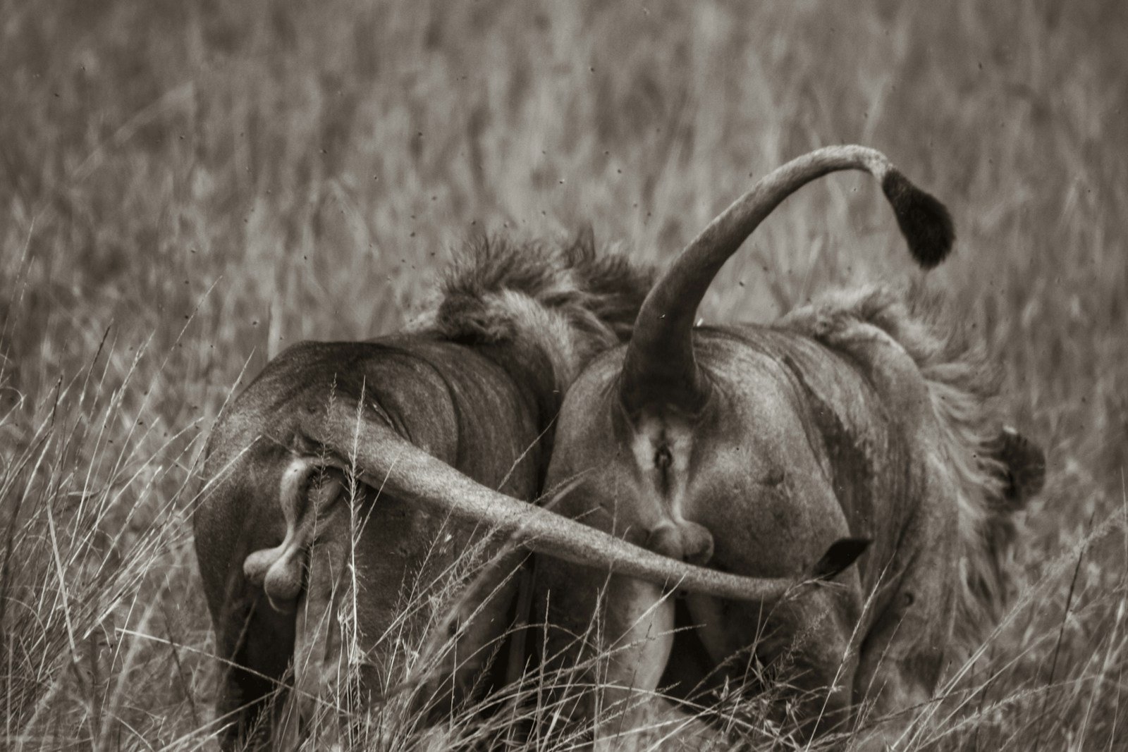 Photo by Michael Starkie Lions walking side by side in the wild, with their tails moving like typical cats tails.