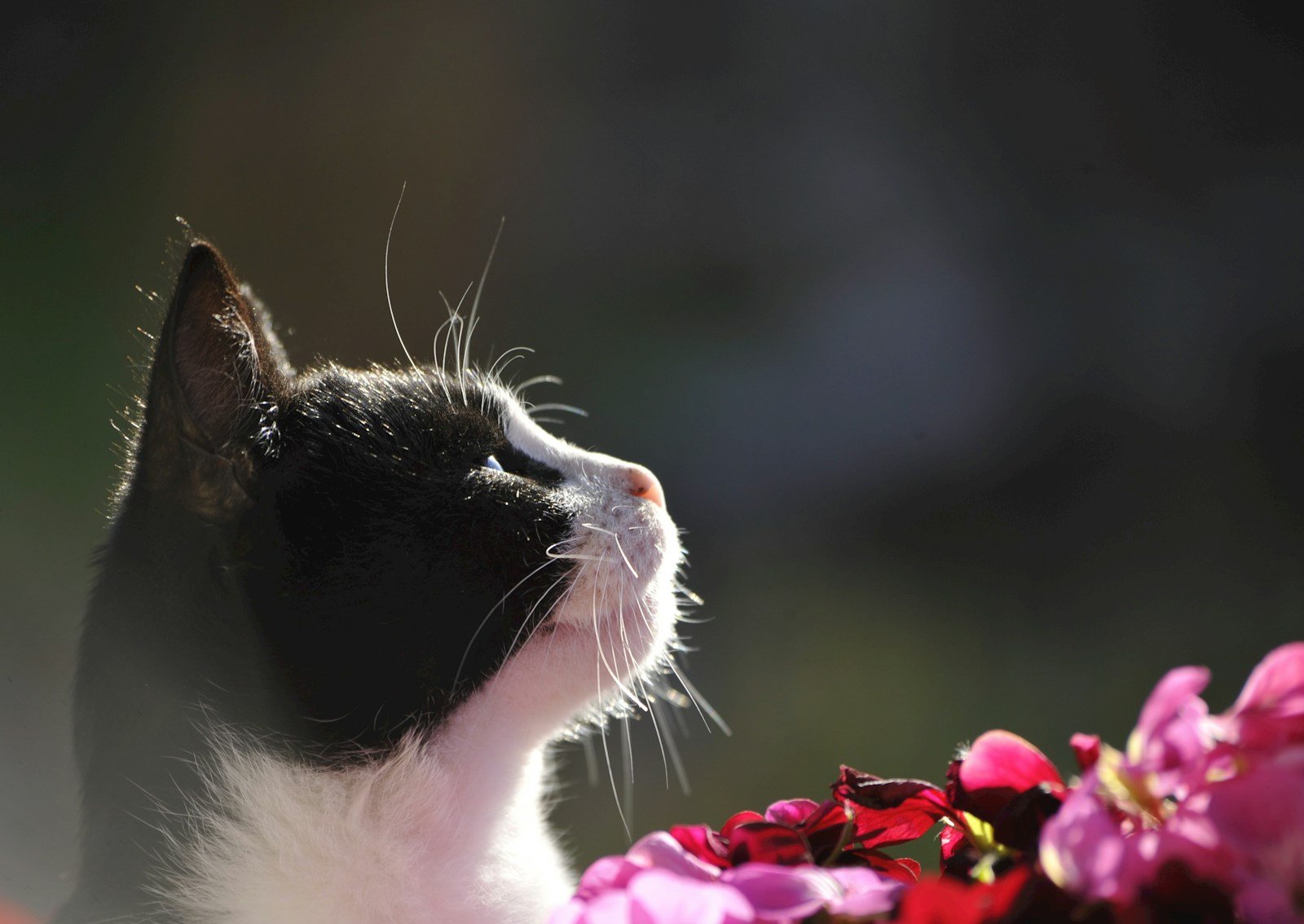 sense of smell: A black and white cat smelling a bunch of flowers