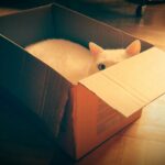 A white cat in a box