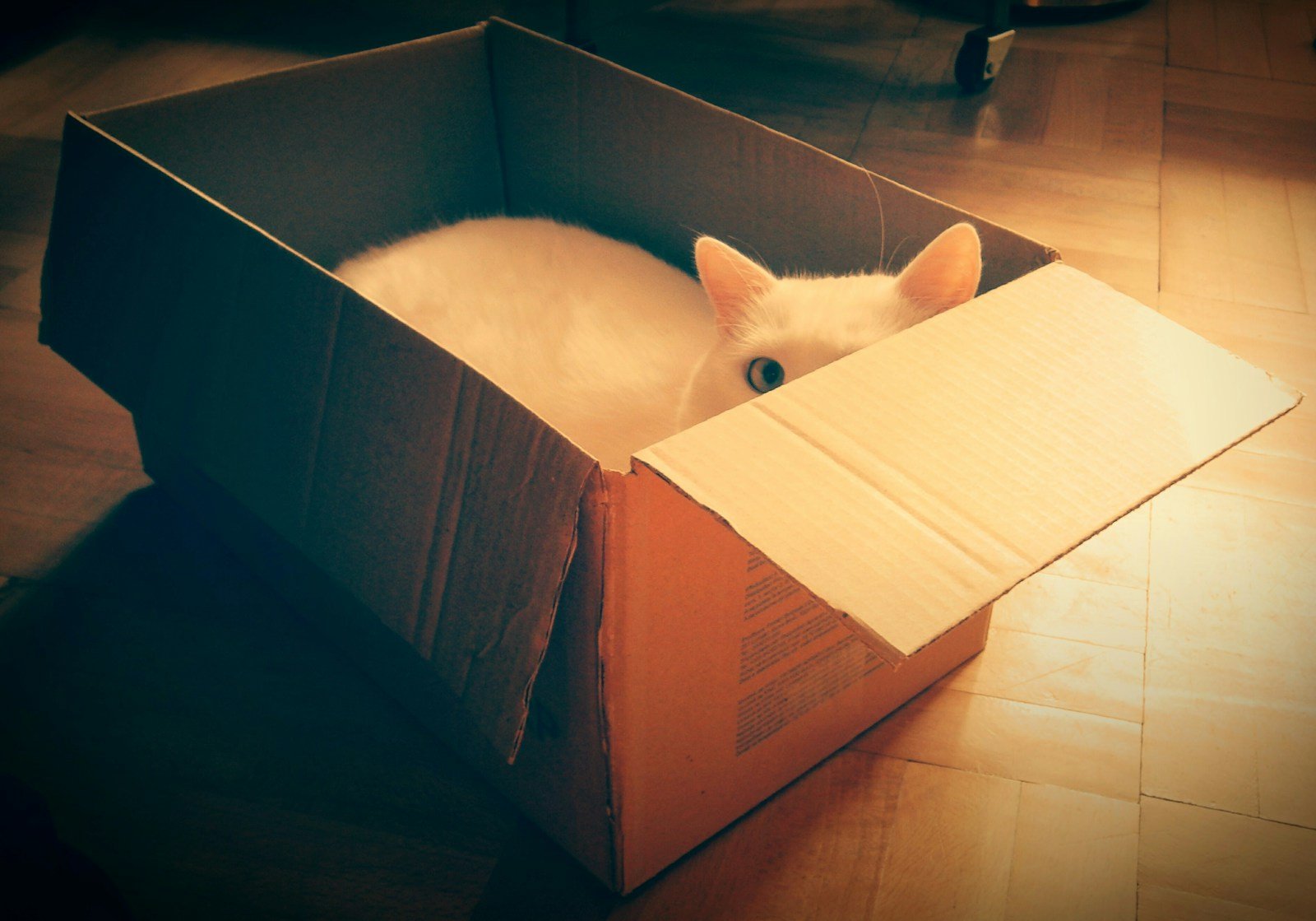 A white cat in a box