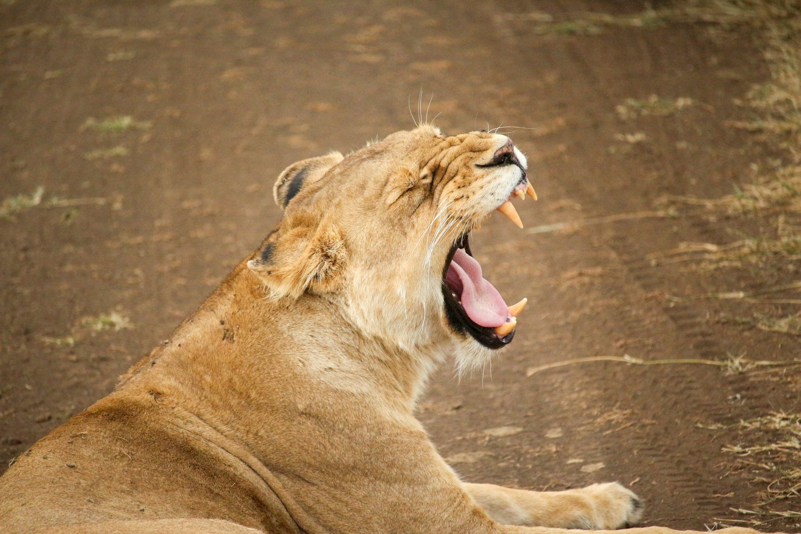 Photo by Ben Sp lioness opening mouth