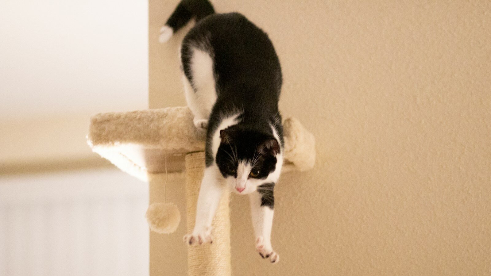 Black-and-white cat playfully hanging off a beige cat tree, reaching downward with its front paws in a cozy indoor setting.