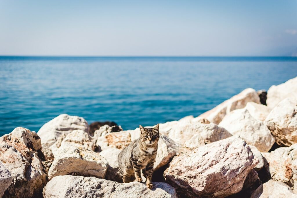 outdoor space: brown tabby cat standing on rocks