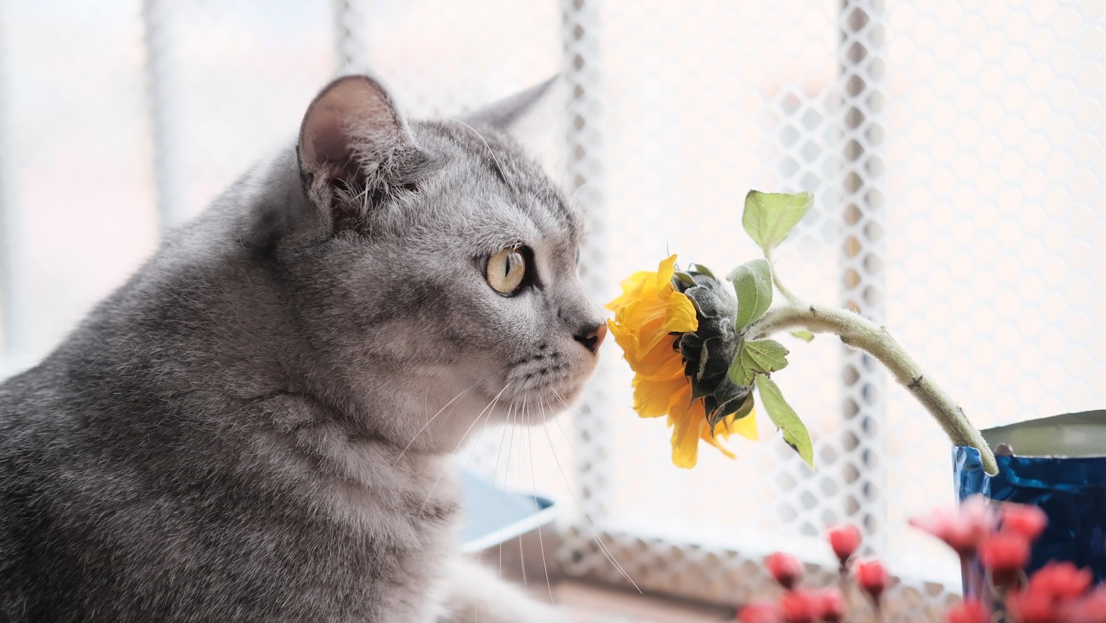 Photo by MO SON Cat scent: a cat is looking at a sunflower in a vase