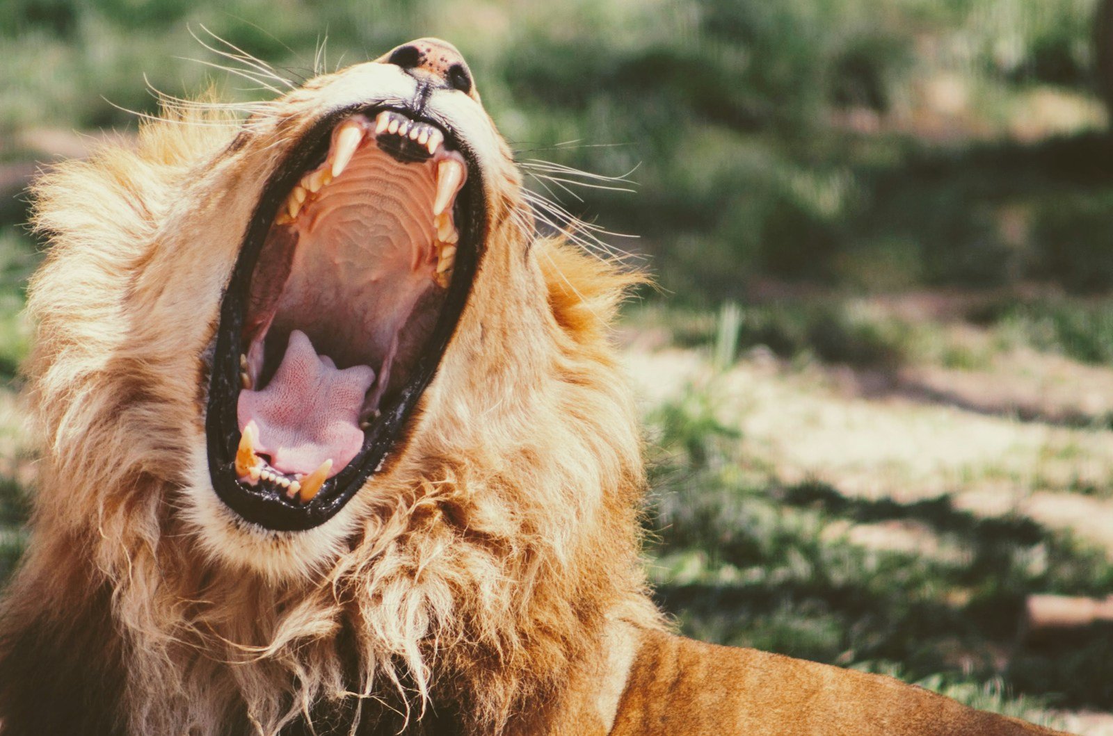 Lions Roar: yawning lion on green grass during daytime