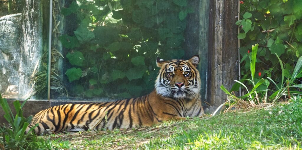 ecosystem: a tiger lying in the grass
