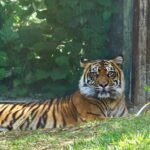 Rituals and Myths: a tiger lying in the grass