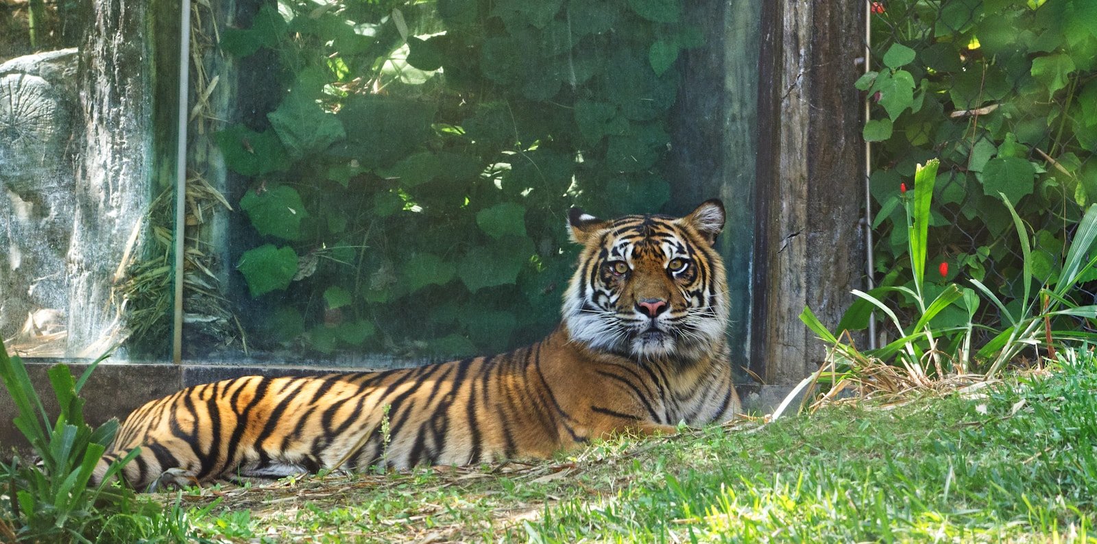Rituals and Myths: a tiger lying in the grass