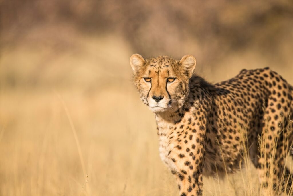Endangered Big Cats