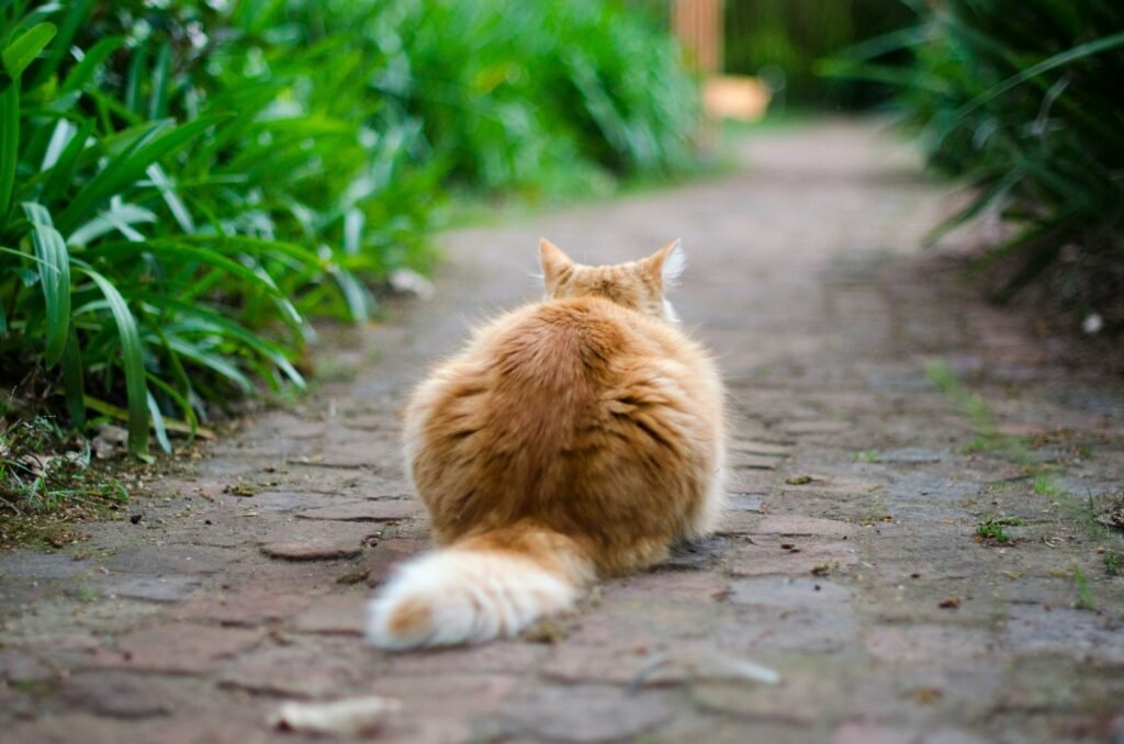 hunting behavior: selective focus photography of brown tabby cat on pathway