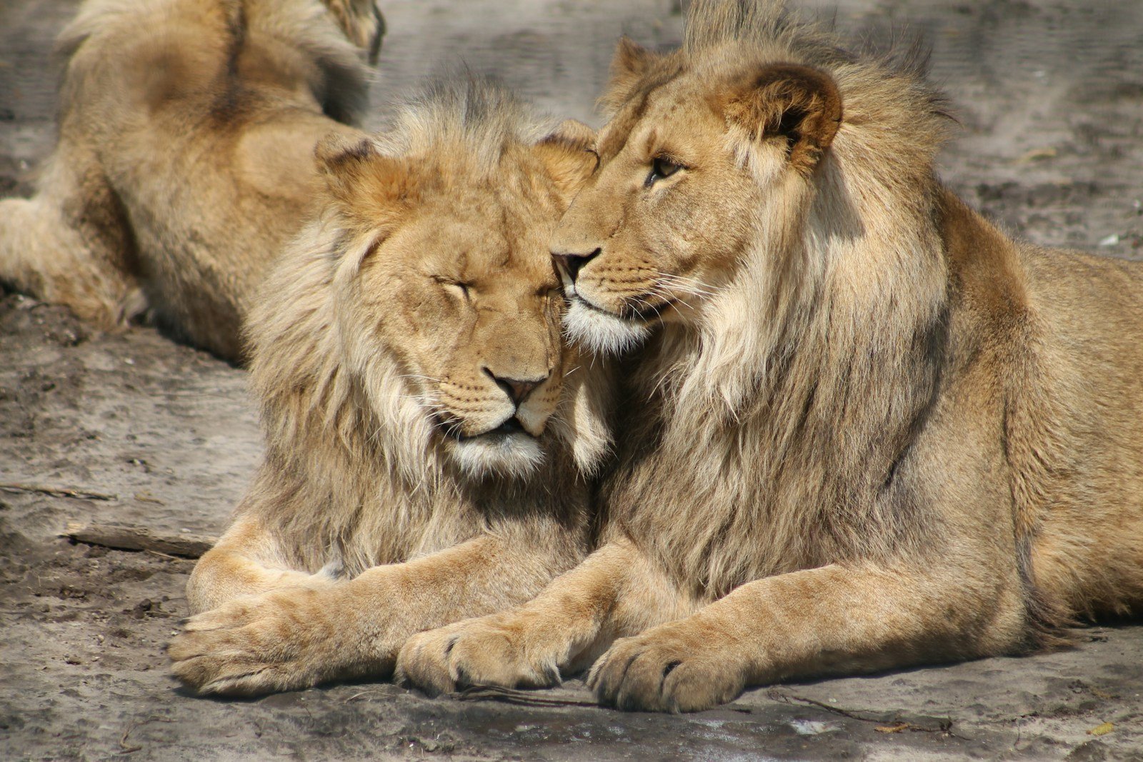 Photo by Gwen Weustink Big cat rescues: two lion laying on ground