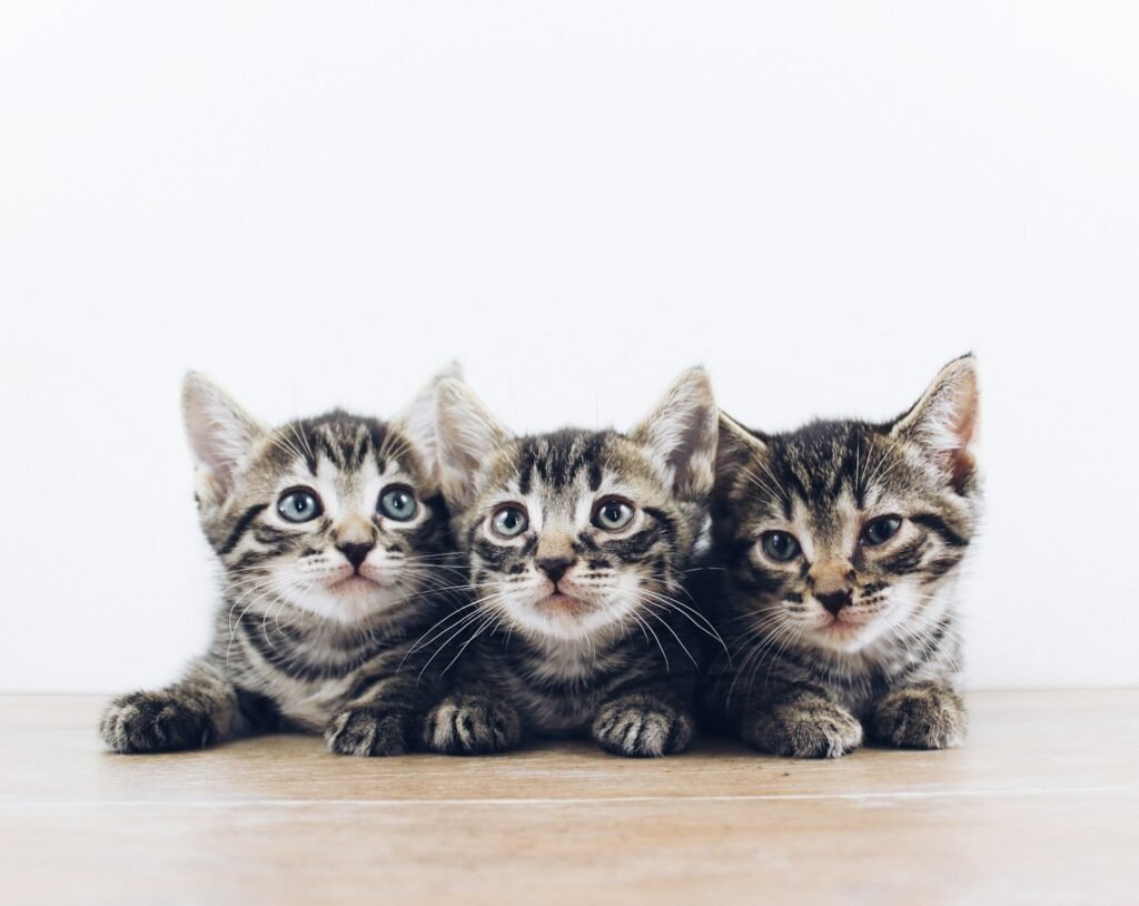 cats: three brown tabby kitten lying on board