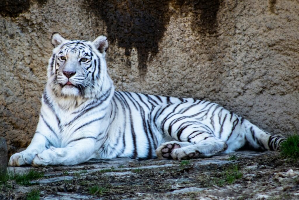 Technology in Big Cat