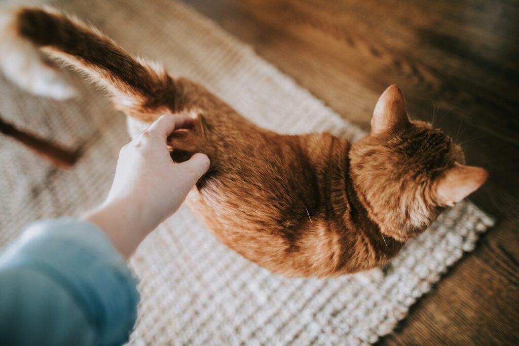 feral cat: orange tabby cat on gray area rug