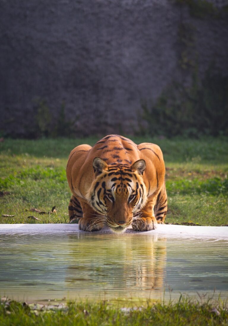 cats thrive: brown and black tiger near body of water