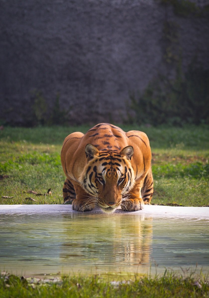 cats thrive: brown and black tiger near body of water