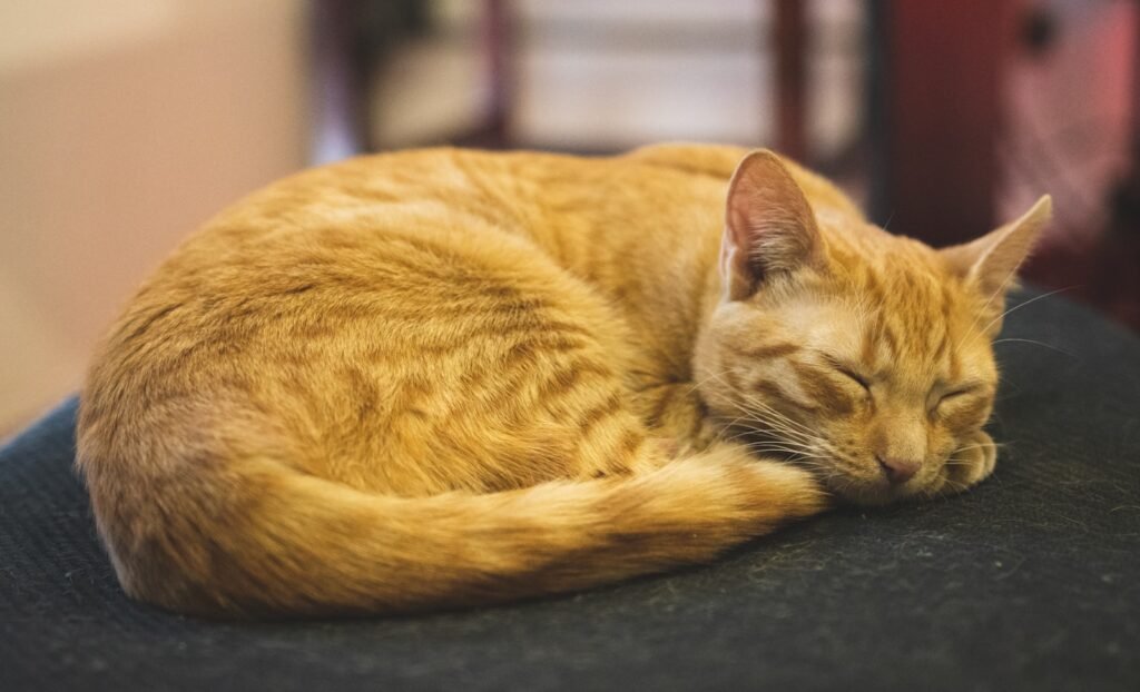 public parks: an orange cat sleeping on top of a black chair