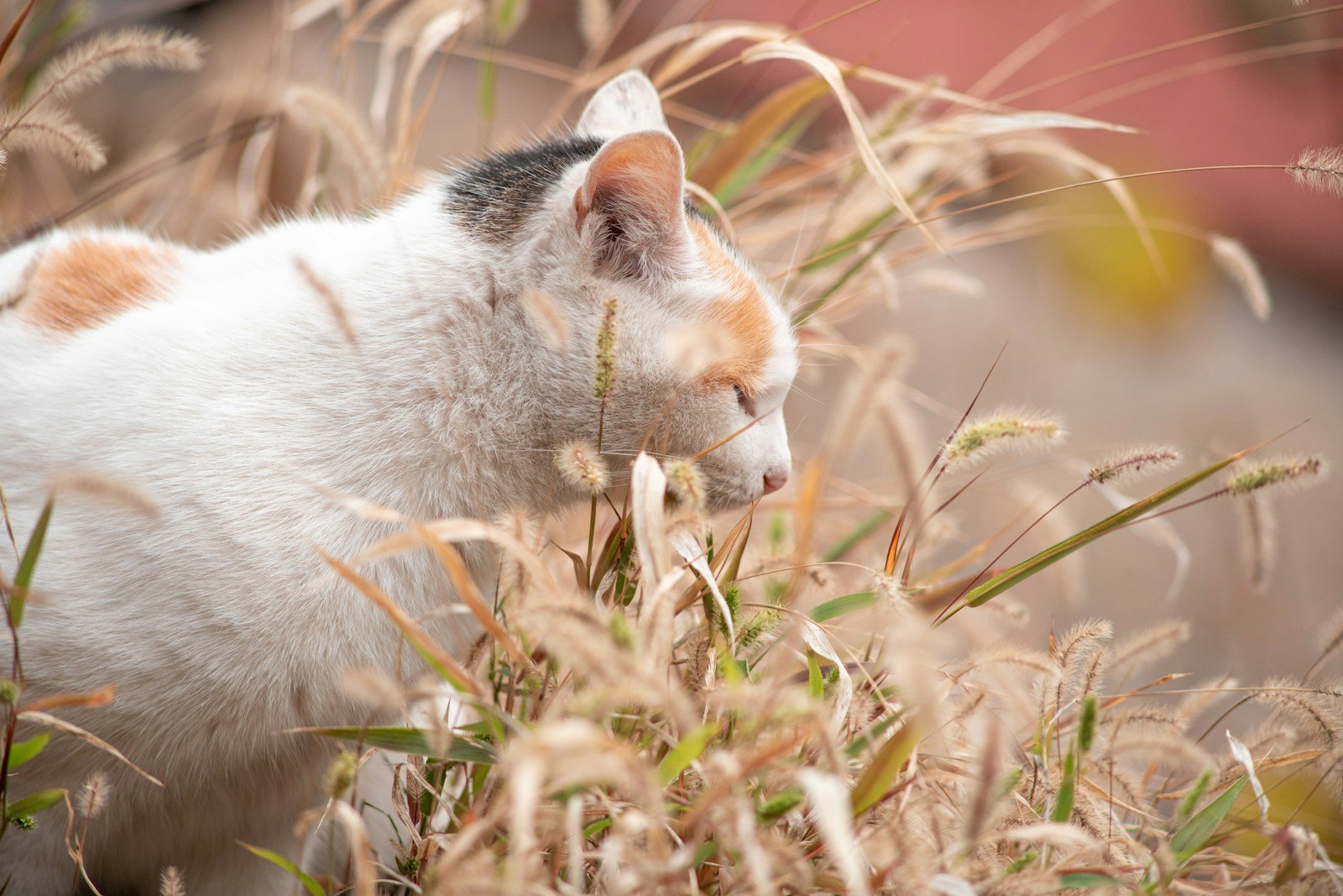 Photo by Olivllr Wang Cat scent: a white and orange cat standing in a field of tall grass