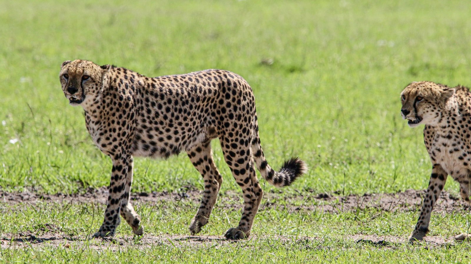 Photo by Gabriel Schumacher Big cat photography: a couple of cheetah walking across a lush green field