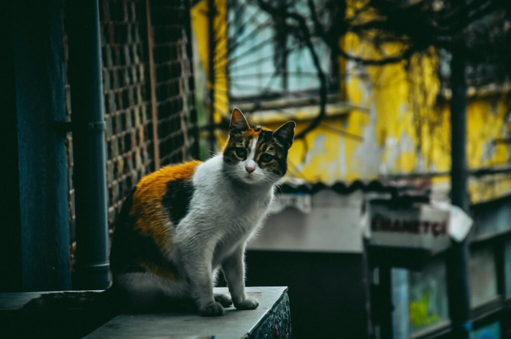 cat diet:c