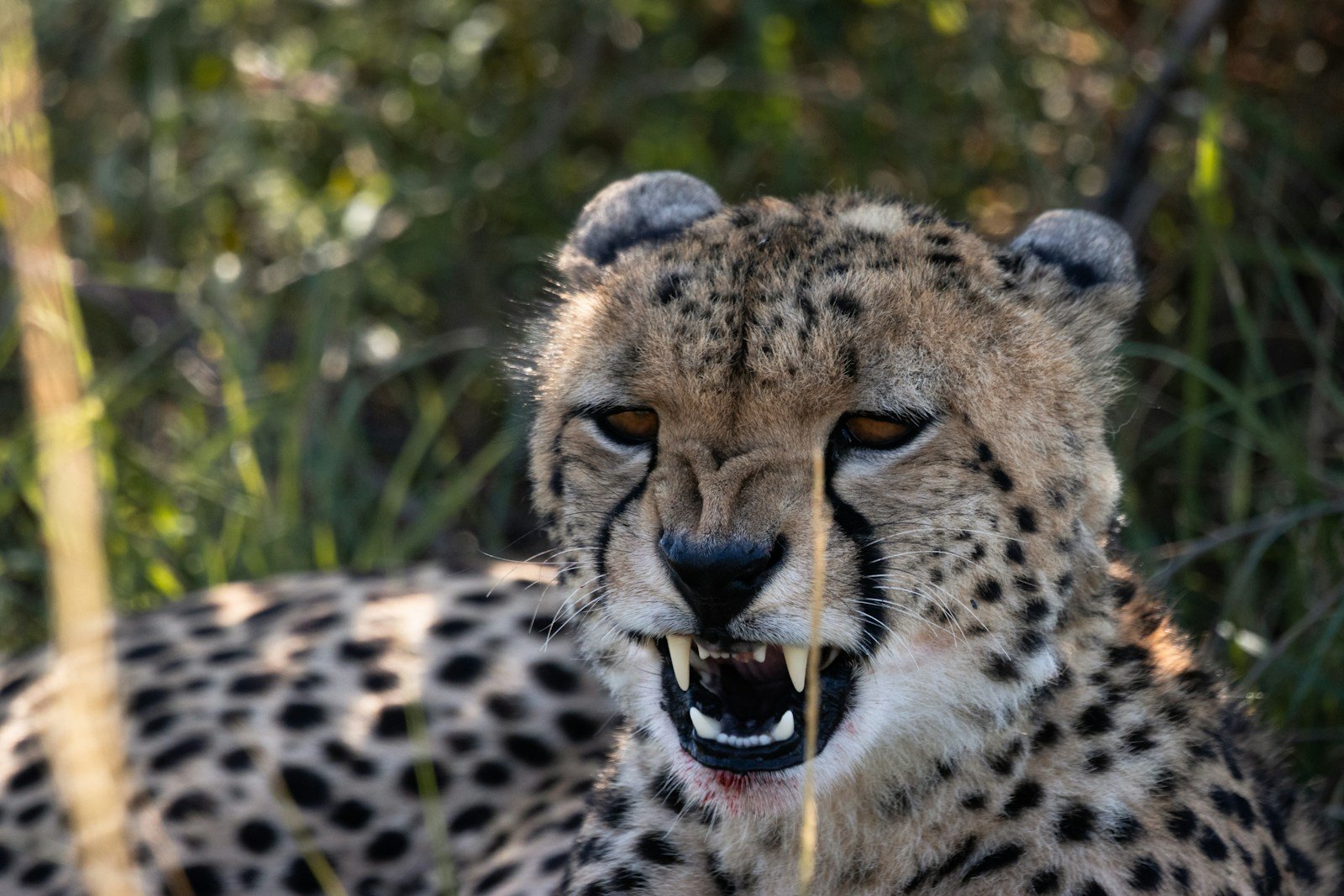 Photo by Vishva Patel Big cat rescues: cheetah on green grass during daytime