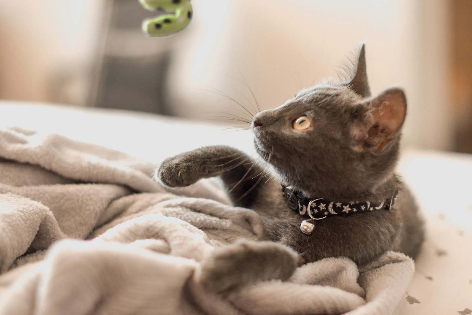 Photo by Sarah Brown Cat toys: grey cat on white textile