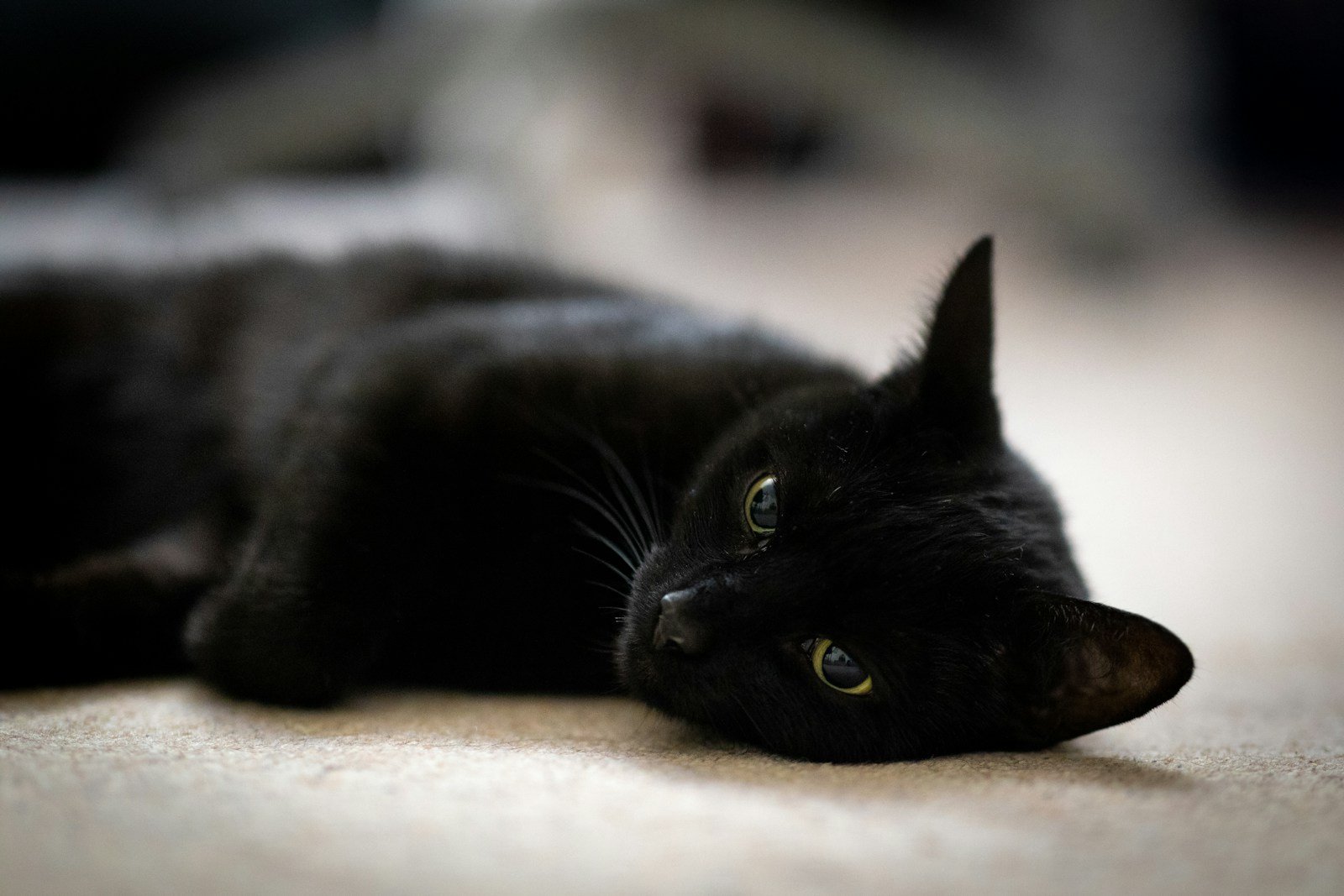 a black cat laying down on the floor from medieval europe.