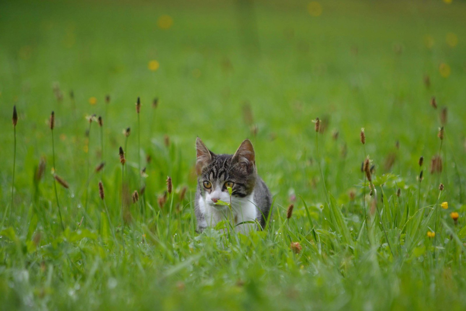 Photo by Anne Drotleff silver tabby cats help humans