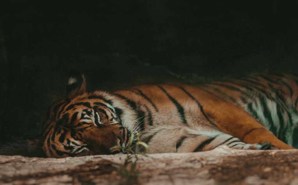 migration: sleeping tiger
