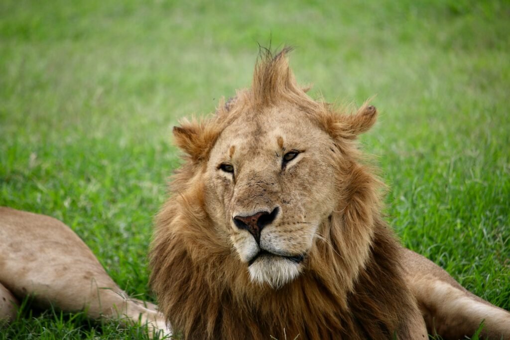cats thrive: a large lion laying on top of a lush green field