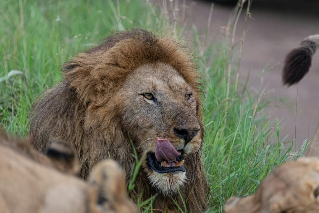 big cats roar
