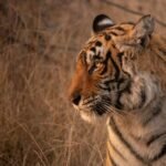tiger on brown grass during daytime