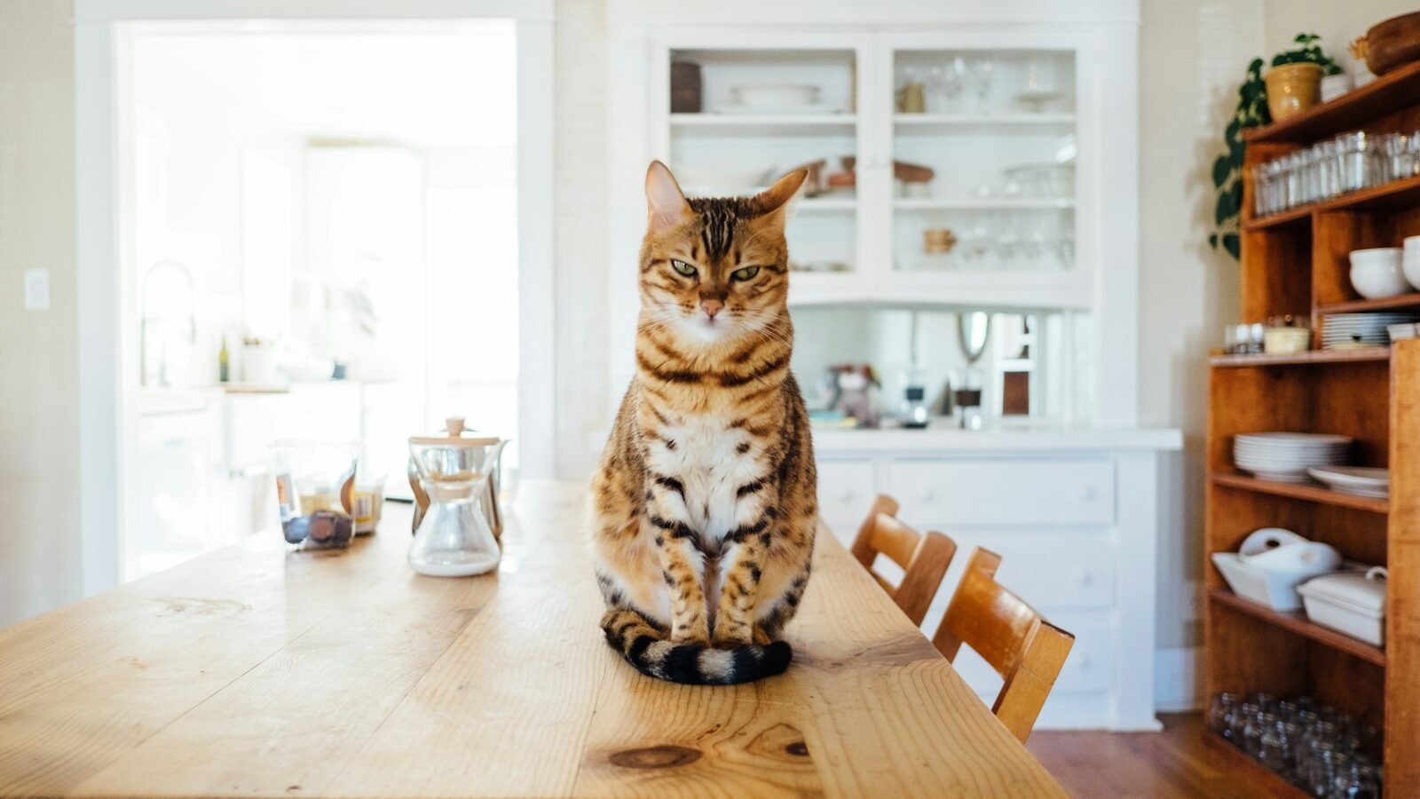 A cat sitting upright on a wooden dining table in a bright and stylish kitchen, surrounded by modern decor and natural light.