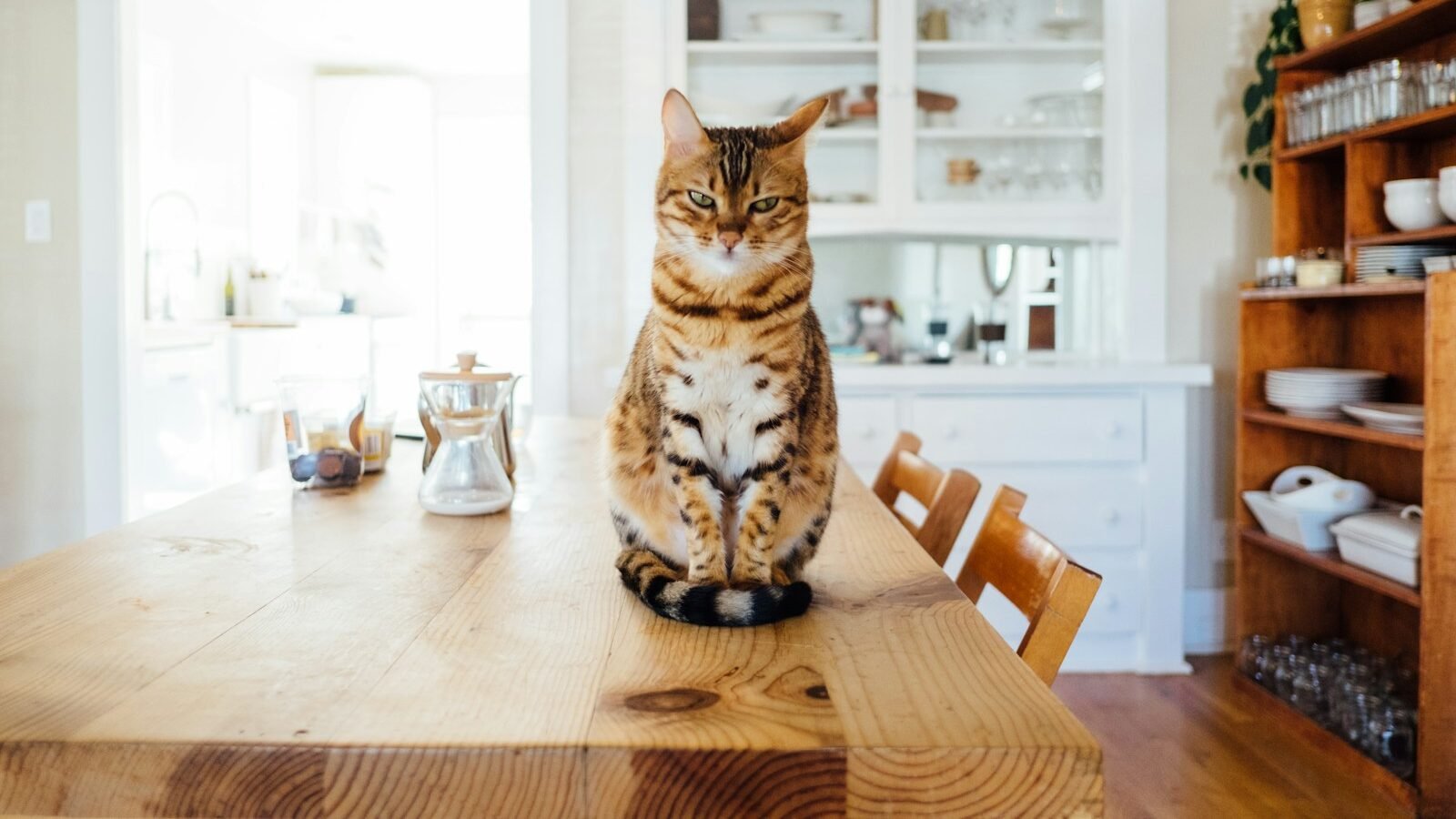 A confident tabby cat sitting upright on a wooden dining table in a bright and organized kitchen, exuding a sense of curiosity and ownership of its space.