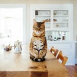 shy or nervous cat: orange and white tabby cat sitting on brown wooden table in kitchen room