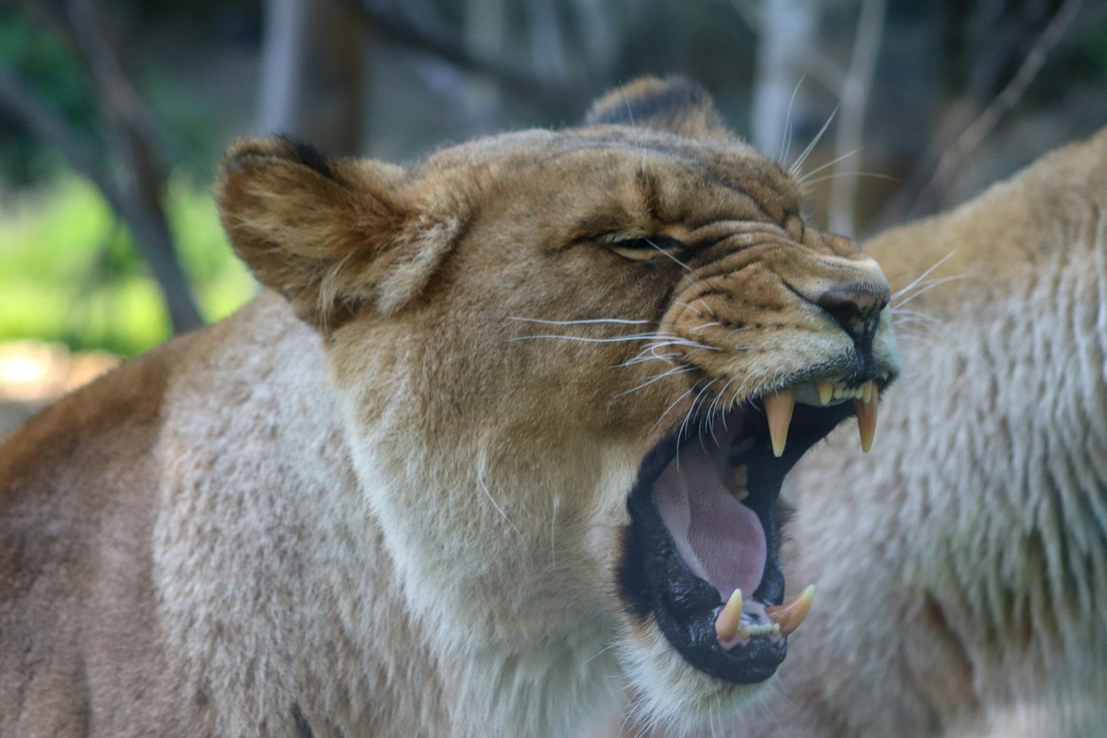 Photo by Rodrigo Curi Lions Roar: brown lion showing tongue during daytime