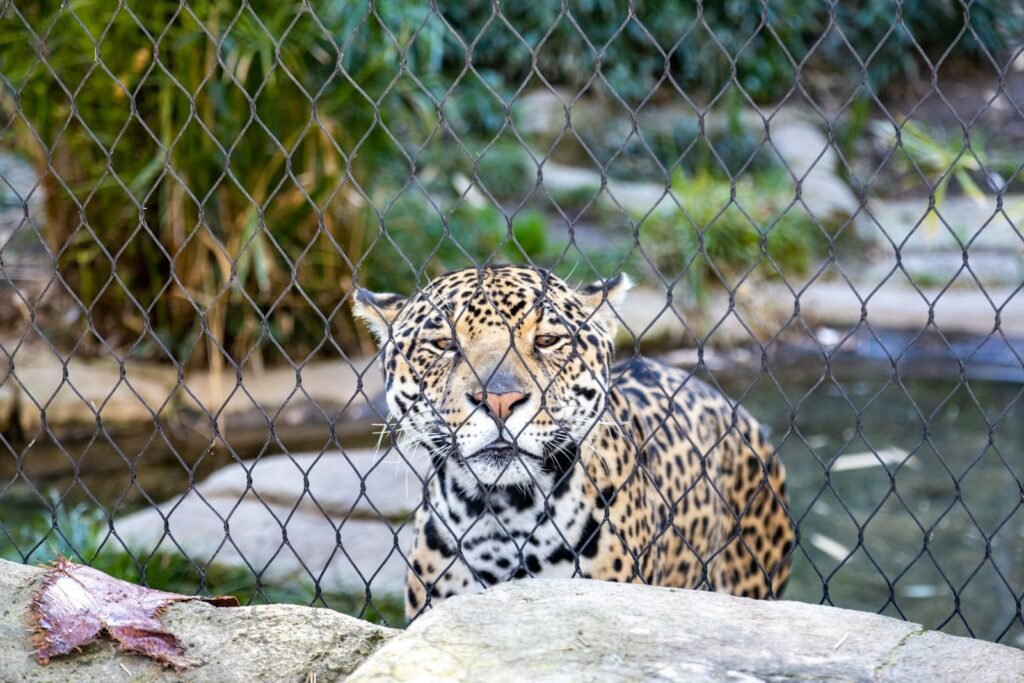 ecosystem: leopard lying on gray rock