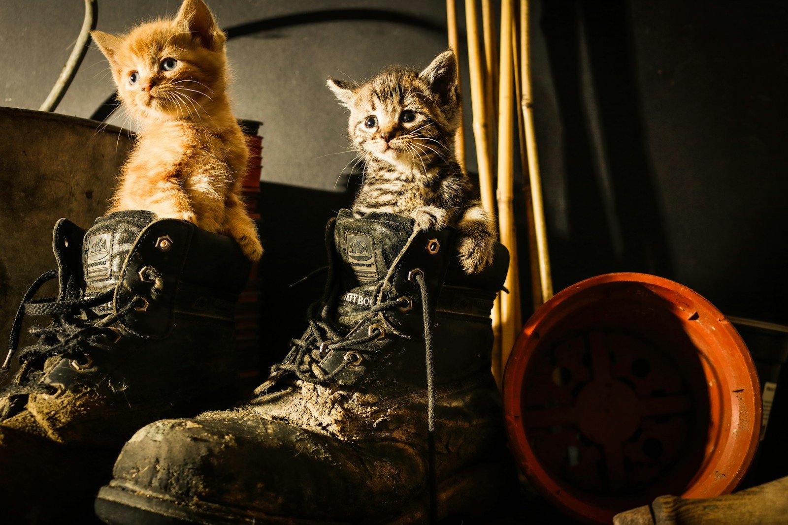 Photo by david Griffiths Orange tabby cat on black leather armchair