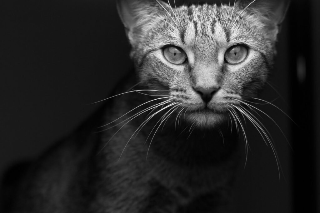 urban environment: grayscale photography of tabby cat