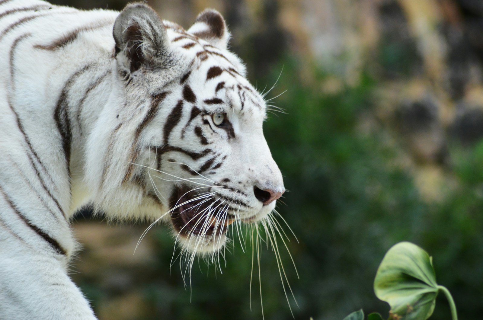 Big cats: Albino Tiger.