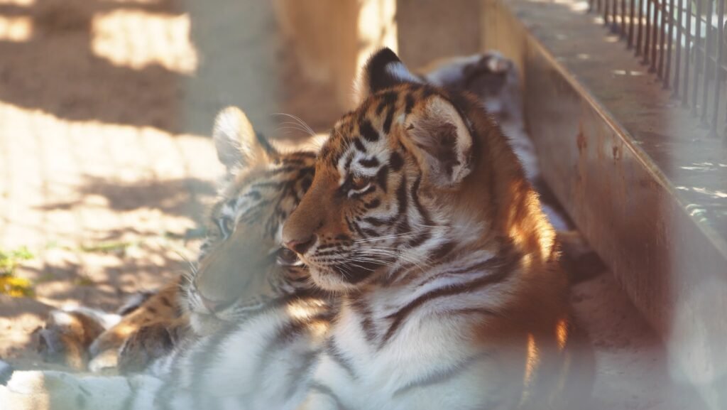 car research: a tiger laying on the ground next to a fence