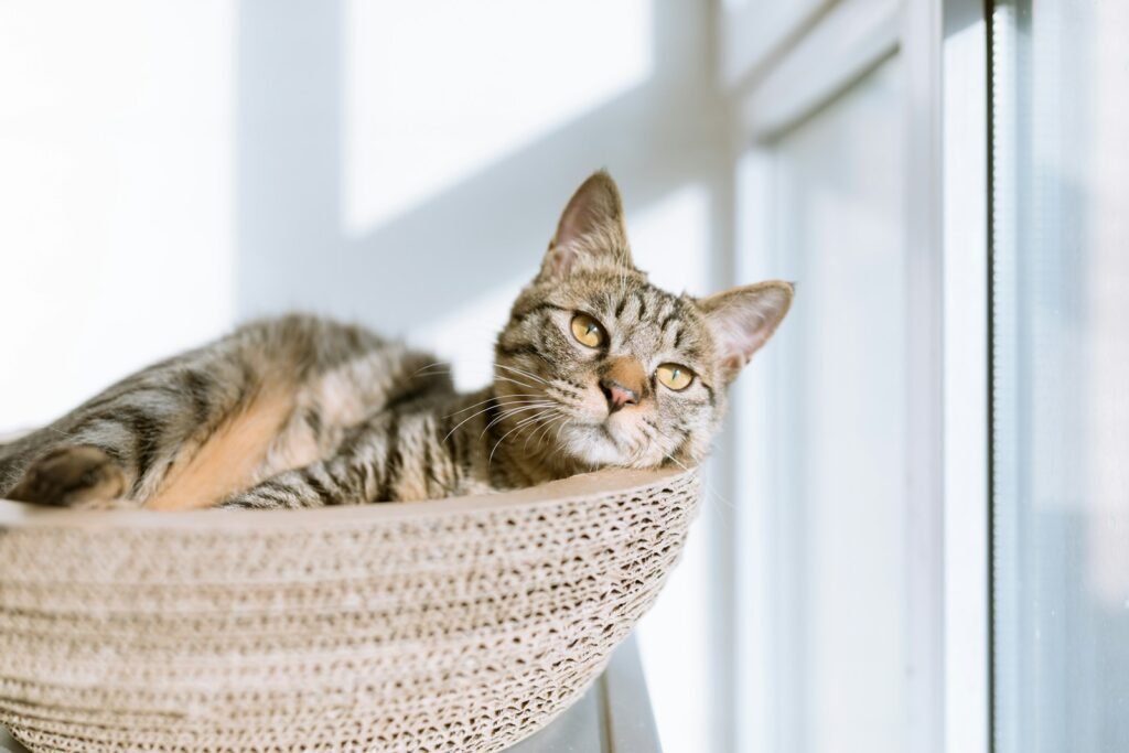 cat reflexes: brown cat