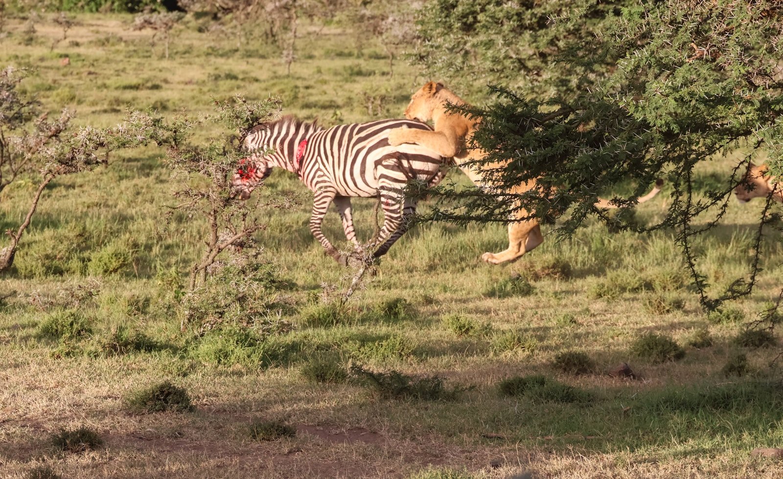 Photo by Meg von Haartman Lion hunting a couple of zebras that are standing in the grass