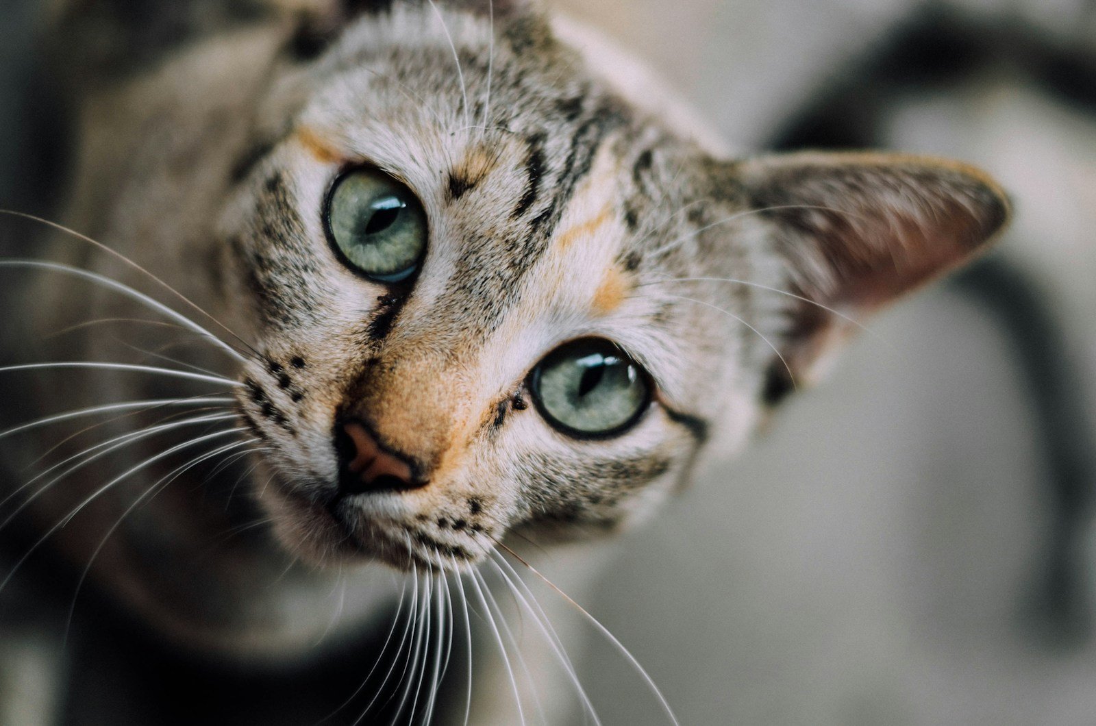 Photo by Chaiyaporn Atakampeewong shallow focus photography of gray kitten
