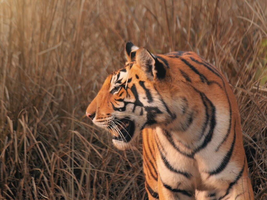ecosystem: A tiger standing in a field of tall grass