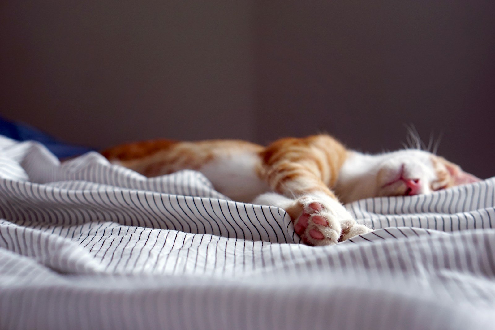 Photo by Lauren Kay orange tabby kitten napping on black and white striped textile