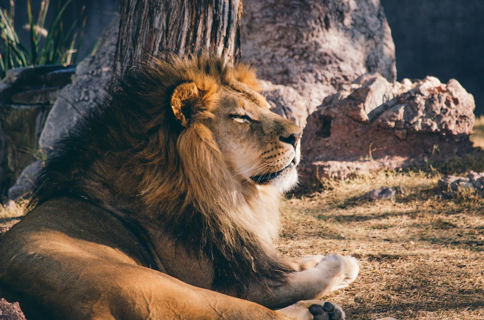 Big cats: photography of lion lying on grass bear rock during daytime