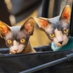 hairless cat: two hairless cats sitting in a stroller