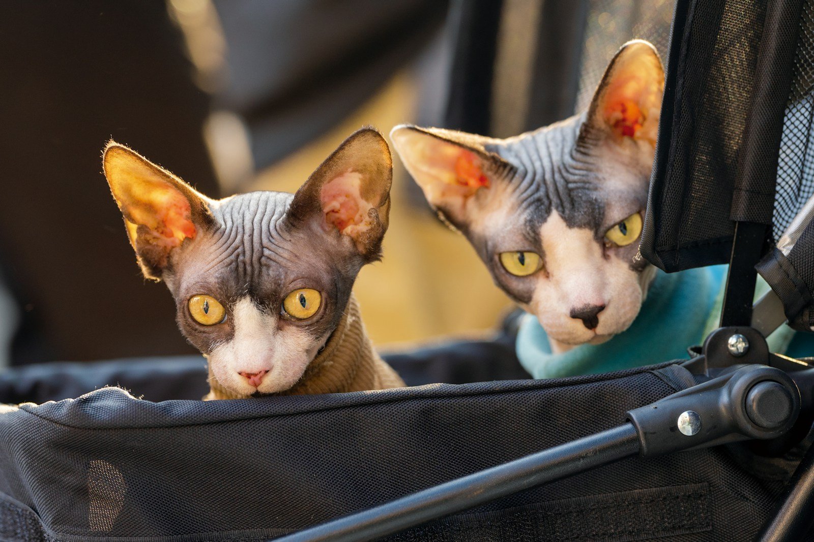 hairless cat: two hairless cats sitting in a stroller